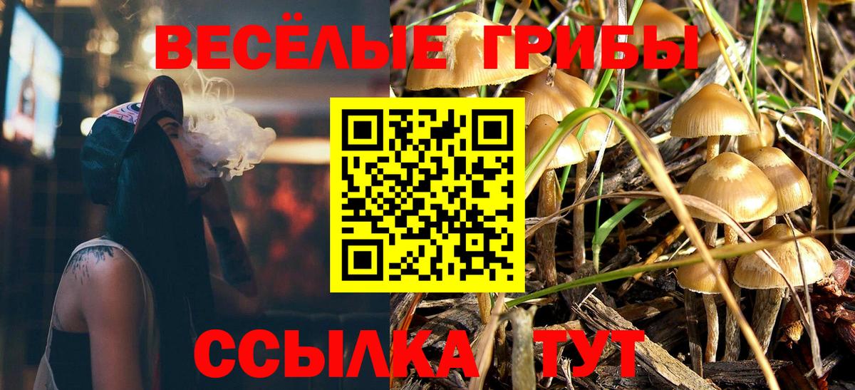 Псилоцибиновые грибы Cubensis Прохладный